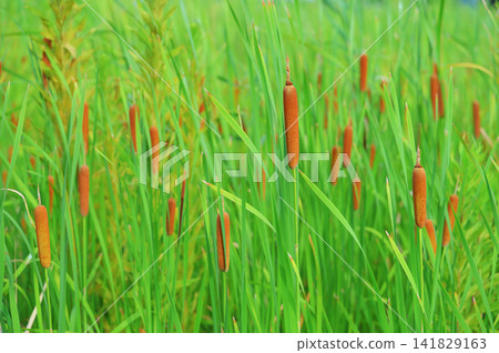 A natural landscape of vibrant green leaves and clusters of cattail spikes. A natural landscape of vibrant green leaves and clusters of cattail spikes. 141829163