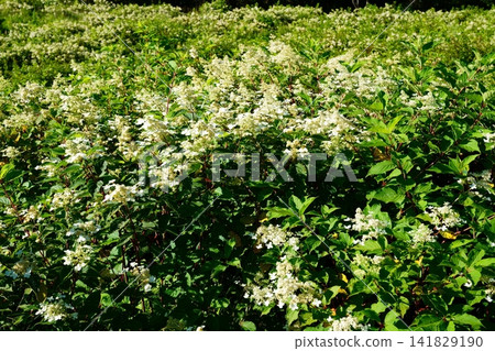 Noryutsugi花 141829190