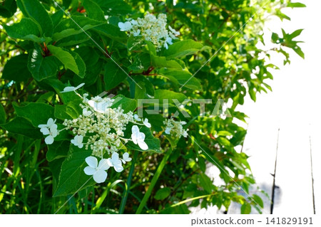Noryutsugi花 Noryutsugi花 141829191