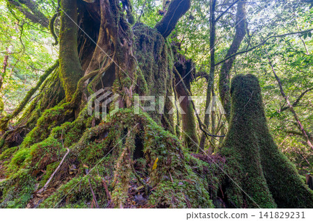 屋久島白谷雲水峽:神靈居住的苔蘚森林(春季) 屋久島白谷雲水峽:神靈居住的苔蘚森林(春季) 141829231
