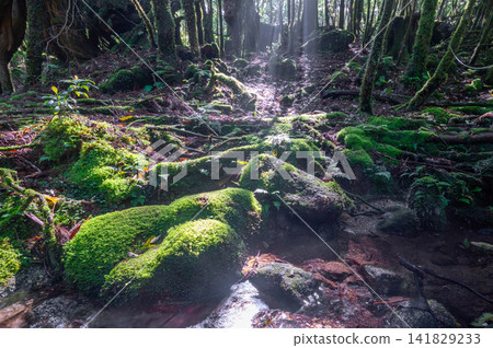 屋久島白谷雲水峽:神靈居住的苔蘚森林(春季) 屋久島白谷雲水峽:神靈居住的苔蘚森林(春季) 141829233