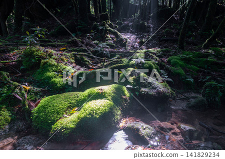 屋久島白谷雲水峽:神靈居住的苔蘚森林(春季) 屋久島白谷雲水峽:神靈居住的苔蘚森林(春季) 141829234