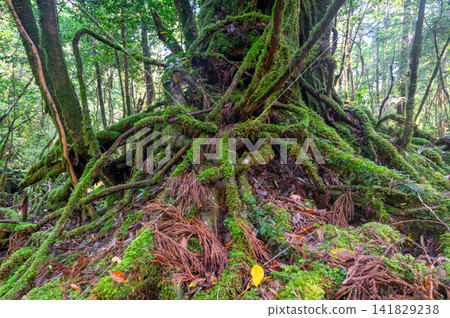 Yakushima Shiratani Unsuikyo Gorge: A mossy forest where gods reside (Spring) Yakushima Shiratani Unsuikyo Gorge: A mossy forest where gods reside (Spring) 141829238