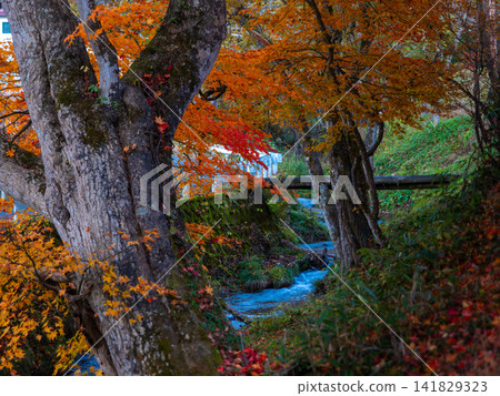 Autumn stream Autumn stream 141829323