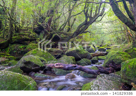 Yakushima Shiratani Unsuikyo Gorge: A Valley Where Gods Reside (Spring) 141829386