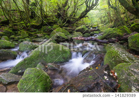 Yakushima Shiratani Unsuikyo Gorge: A Valley Where Gods Reside (Spring) Yakushima Shiratani Unsuikyo Gorge: A Valley Where Gods Reside (Spring) 141829389