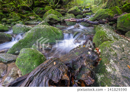 Yakushima Shiratani Unsuikyo Gorge: A Valley Where Gods Reside (Spring) 141829390