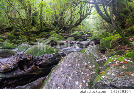 Yakushima Shiratani Unsuikyo Gorge: A Valley Where Gods Reside (Spring) Yakushima Shiratani Unsuikyo Gorge: A Valley Where Gods Reside (Spring) 141829394