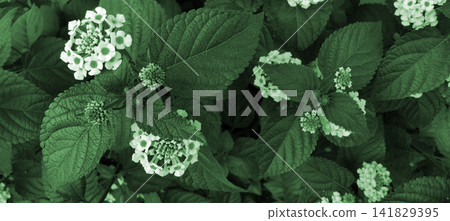 Lantana camara flowers and leaves have a greenish nuance Lantana camara flowers and leaves have a greenish nuance 141829395
