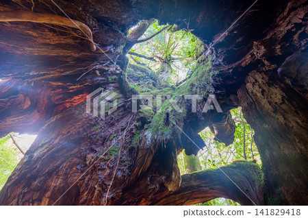 屋久島白谷雲水峽第二代九栗杉(春季) 屋久島白谷雲水峽第二代九栗杉(春季) 141829418