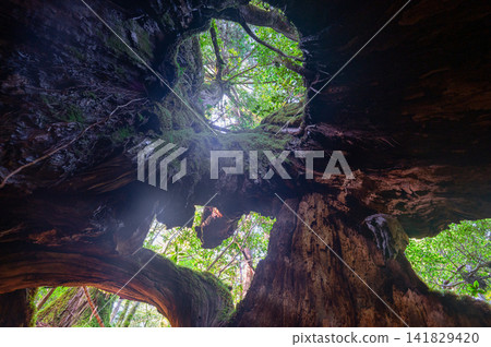屋久島白谷雲水峽第二代九栗杉(春季) 屋久島白谷雲水峽第二代九栗杉(春季) 141829420