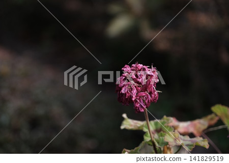 Withered flowers Withered flowers 141829519