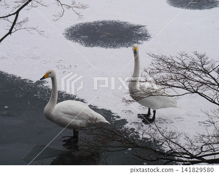 兩隻天鵝佇立在冰雪覆蓋的冬日世界。 兩隻天鵝佇立在冰雪覆蓋的冬日世界。 141829580