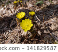 阿多尼斯花(Adonis amurensis)象徵著好運和長壽。 阿多尼斯花(Adonis amurensis)象徵著好運和長壽。 141829587
