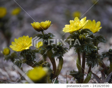 Fukujusou heralding the arrival of spring Fukujusou heralding the arrival of spring 141829590