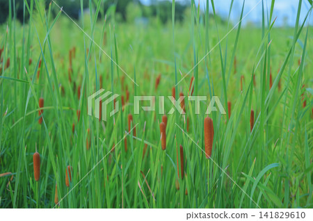 Cattail spikes and lush green leaves stretch as far as the eye can see under the summer sky. Cattail spikes and lush green leaves stretch as far as the eye can see under the summer sky. 141829610