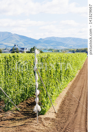 Hop fields growing in the northern lands (Autumn in Hokkaido) Hop fields growing in the northern lands (Autumn in Hokkaido) 141829667