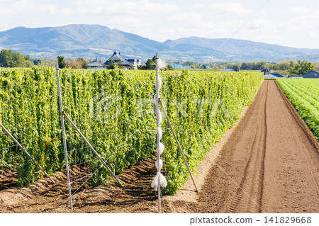 Hop fields growing in the northern lands (Autumn in Hokkaido) Hop fields growing in the northern lands (Autumn in Hokkaido) 141829668