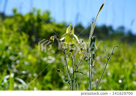 Columbine flower Columbine flower 141829700