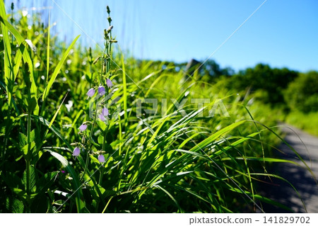 Tuliganinjin花 Tuliganinjin花 141829702