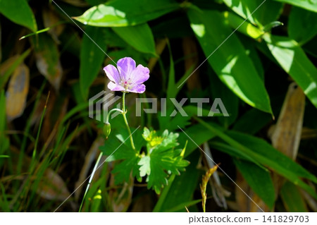 Hakusanfuro的花 Hakusanfuro的花 141829703