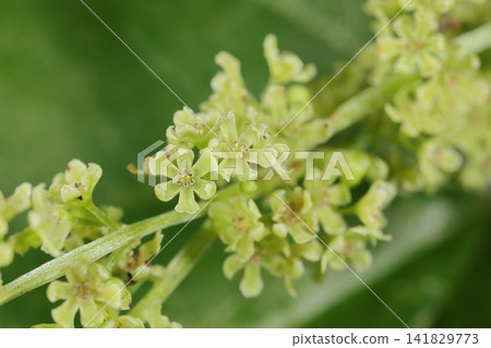 自然,植物:薯蕷(Dioscorea tokoro),一種雌雄異株的攀緣多年生草本植物。這些是雄花;它們之所以引人注目,是因為它們在夏季會開出許多不顯眼的花朵。 自然,植物:薯蕷(Dioscorea tokoro),一種雌雄異株的攀緣多年生草本植物。這些是雄花;它們之所以引人注目,是因為它們在夏季會開出許多不顯眼的花朵。 141829773