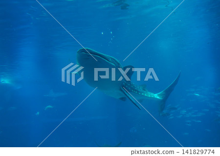 大阪水族館的鯨鯊 大阪水族館的鯨鯊 141829774