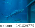 Whale sharks at Osaka Aquarium Kaiyukan (2) 141829775