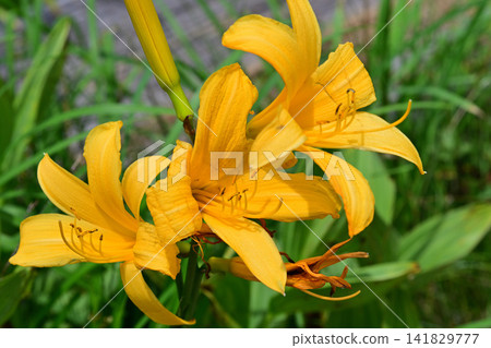 奧澤沼澤地的萱草(Hemerocallis middendorffii)-夏日景色 奧澤沼澤地的萱草(Hemerocallis middendorffii)-夏日景色 141829777