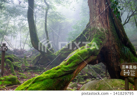 Yakushima Shiratani Unsuikyo Gorge, Yakusugi Cedar, Three-legged Cedar (Spring) Yakushima Shiratani Unsuikyo Gorge, Yakusugi Cedar, Three-legged Cedar (Spring) 141829795
