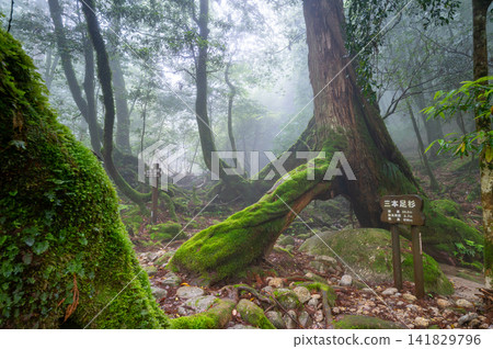 屋久島白谷雲水峽、屋久杉、三足杉(春) 屋久島白谷雲水峽、屋久杉、三足杉(春) 141829796