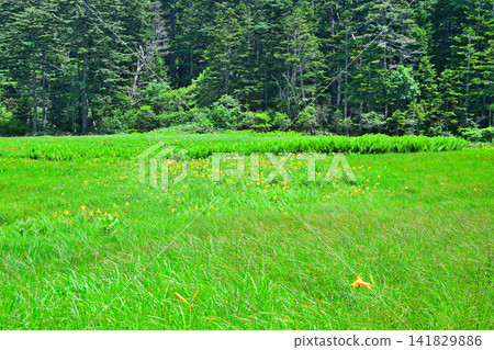 Daylilies (Hemerocallis middendorffii) reduced in number due to damage from animals - Oze Marshland - Summer Scenery Daylilies (Hemerocallis middendorffii) reduced in number due to damage from animals - Oze Marshland - Summer Scenery 141829886