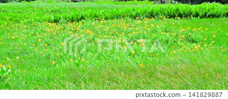 Daylilies (Hemerocallis middendorffii) reduced in number due to damage from animals - Oze Marshland - Summer Scenery Daylilies (Hemerocallis middendorffii) reduced in number due to damage from animals - Oze Marshland - Summer Scenery 141829887