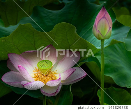 蓮花 蓮花 141829888