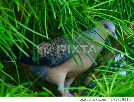 A parent turtle dove takes a break from incubating its eggs to go out for a meal. A parent turtle dove takes a break from incubating its eggs to go out for a meal. 141829913