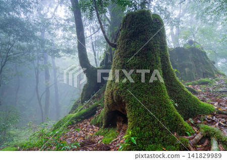 Yakushima Shiratani Unsuikyo Forest where Gods Dwell (Spring Yakushima Shiratani Unsuikyo Forest where Gods Dwell (Spring 141829989