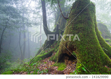 Yakushima Shiratani Unsuikyo Forest where Gods Dwell (Spring Yakushima Shiratani Unsuikyo Forest where Gods Dwell (Spring 141829990