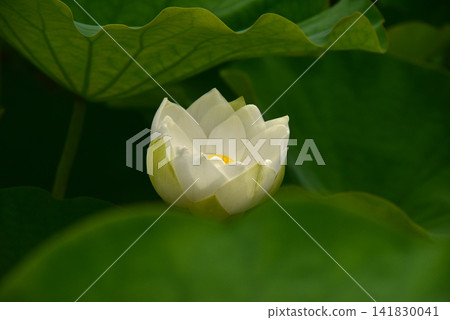 光與影營造出的荷花之美 光與影營造出的荷花之美 141830041