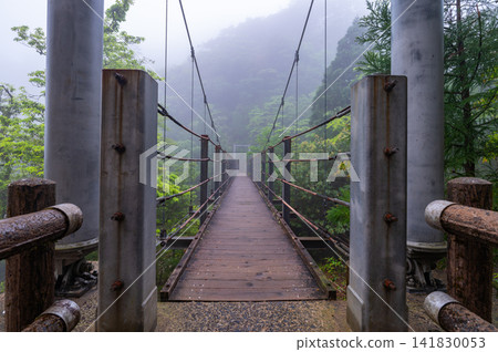 屋久島白谷雲水峽五月吊橋（春季） 141830053