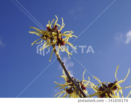 The contrast between witch hazel flowers and contrails. 141830179