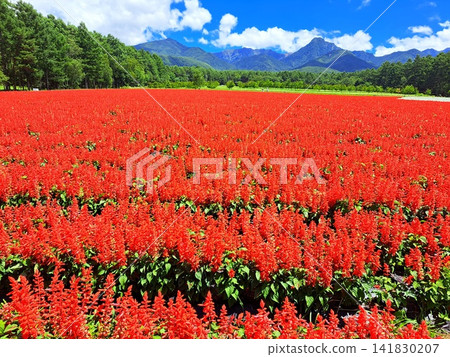 高地盛開的紅鼠尾草 高地盛開的紅鼠尾草 141830207