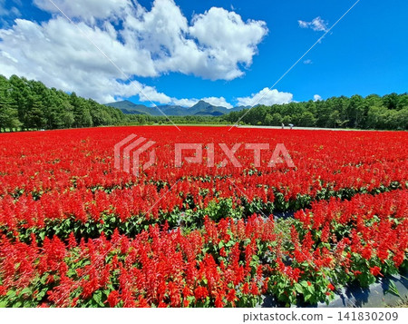 A field of red salvia flowers and the Yatsugatake Mountains A field of red salvia flowers and the Yatsugatake Mountains 141830209