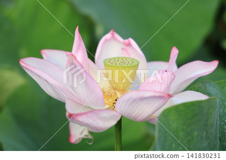 季節性的花朵 季節性的花朵 141830231