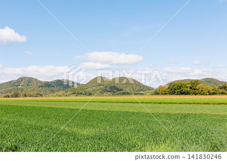Beet fields growing in the northern lands (Autumn in Hokkaido) Beet fields growing in the northern lands (Autumn in Hokkaido) 141830246
