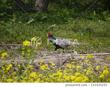 A male pheasant adds color to the colorful spring scenery. A male pheasant adds color to the colorful spring scenery. 141830291