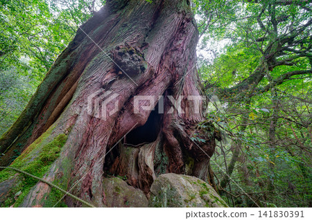 Yakushima Shiratani Unsuikyo Gorge, Yakusugi Cedar, Second Generation Giant Cedar (Spring) Yakushima Shiratani Unsuikyo Gorge, Yakusugi Cedar, Second Generation Giant Cedar (Spring) 141830391