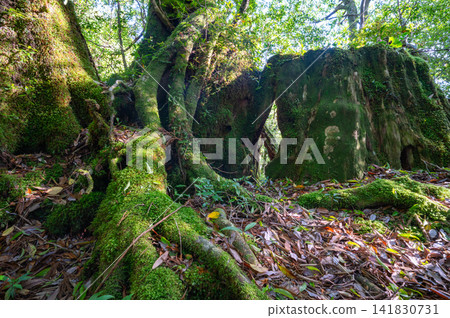 Yakushima Shiratani Unsuikyo Forest where Gods Dwell (Spring Yakushima Shiratani Unsuikyo Forest where Gods Dwell (Spring 141830731