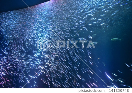 愛知縣水族館:名古屋港水族館 愛知縣水族館:名古屋港水族館 141830748