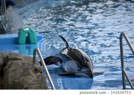 愛知縣水族館:名古屋港水族館 愛知縣水族館:名古屋港水族館 141830753