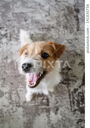 Jack Russell Terrier dog looking up with happy expression. Portrait of cute puppy Jack Russell Terrier dog looking up with happy expression. Portrait of cute puppy 141830756